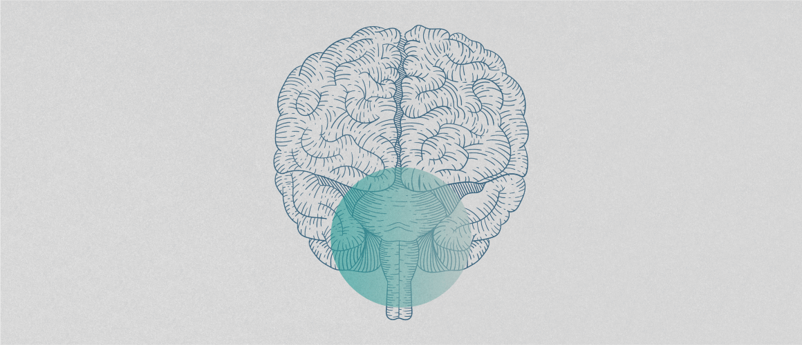 OxytocinInTrigeminalSystem_Alternative_1160x500px_144ppi.png Monochromatic illustration of a brain in anterior view, with a green circle overlaid on the brainstem area.