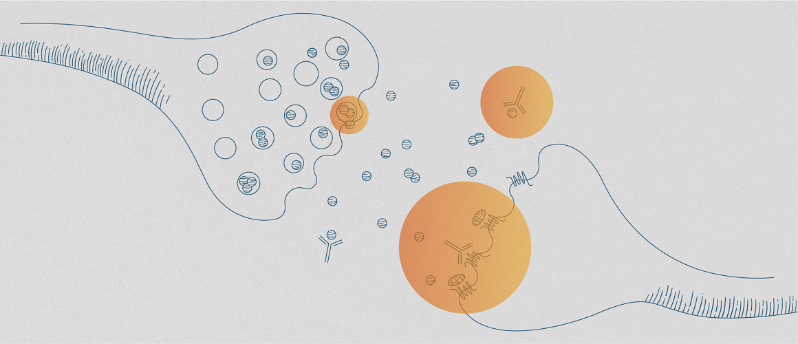 TargetingCGRP_1160x500px_144ppi.png Illustration of CGRP being released by nerve endings and being targeted by CGRP inhibitors which is emphasized with orange circles.